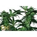 Long story i've been looking high and low for a used espresso machine locally and have not had any luck until maybe today, a starbucks barista espresso machine showed up they just replaced the. MonterreyCannabis.com Venta de Marihuana a domicilio en ...