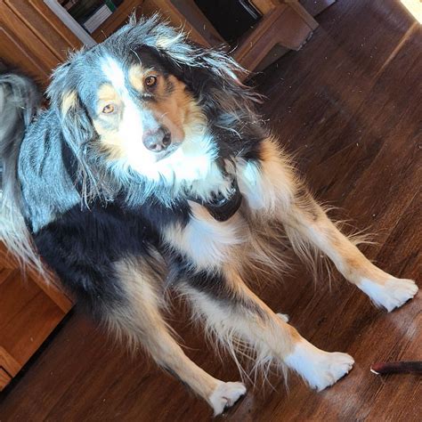 My dog has miracle fur! : r/AustralianShepherd