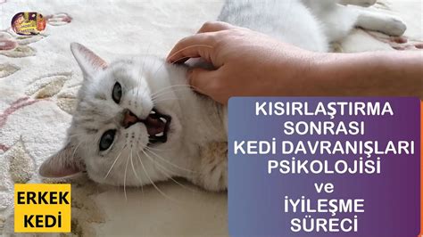 K S Rla T Rma Sonras Erkek Kedi Davran Lar Ve Yile Me S Reci