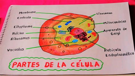 Aprender Acerca 83 Imagen Dibujos De Células Y Sus Partes