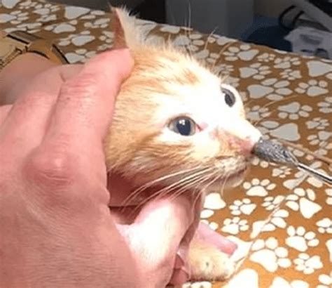 stomach churning moment vet pulls huge larva out of kitten s nose metro news