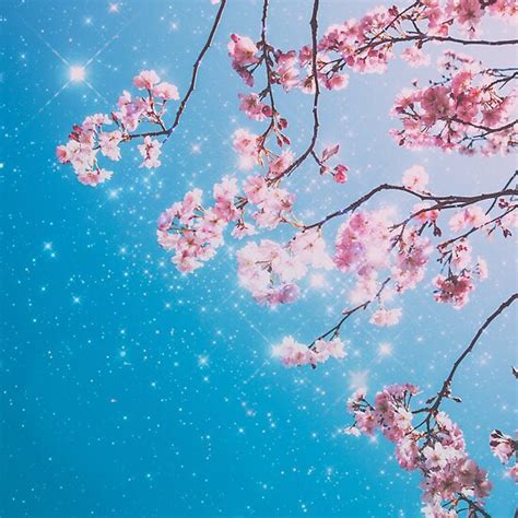 Sakura Trees Anime Aesthetic Lone Cherry Blossom Tree