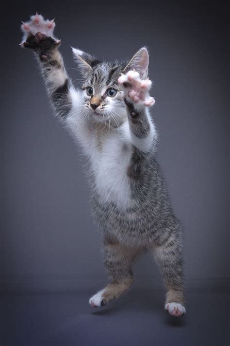 Watch The Unique Funny Karate Cat Pictures Hilarious Pets Pictures