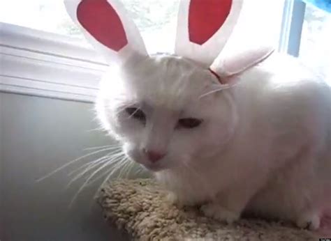 7 Cute Pets Wearing Bunny Ears Videos Huffpost