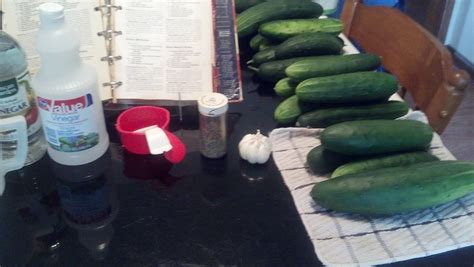 My Garden Cucumbers On The Way To Becoming Dill Pickles ~july 17 2013