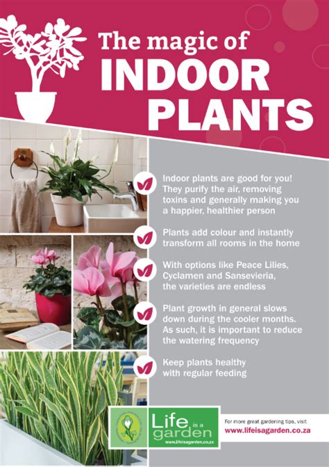 A1 Poster Ideal For Indoors The Magic Of Indoor Plants Life Is A