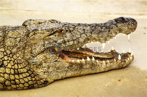 Alligator Shows His Teeth By Photochecker Vectors And Illustrations With