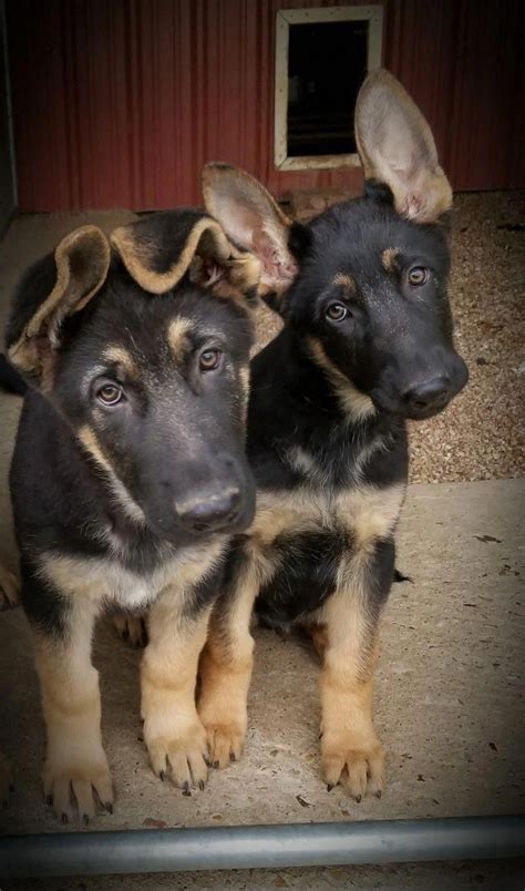 German Shepherd Puppies Colorado For Sale Anna Blog
