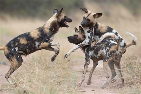 5 Facts You Did Not Know About Africas Wild Dogs Africa Geographic