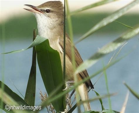 Clamorous Reed Warbler Jon Hardacre Nature Photography