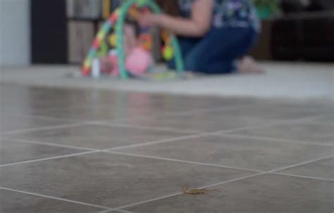 Budget brothers termite & pest. Why you don't need a scorpion exterminator - Budget ...