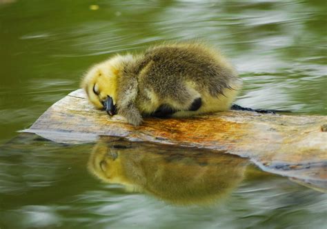 Lay the baby on their back with their hands on their tummy. Free photo: Sleeping Duck - Close, Closeup, Duck - Free ...