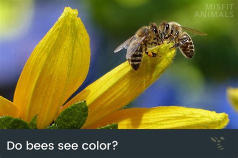 do bees see color and which can they see yes they do