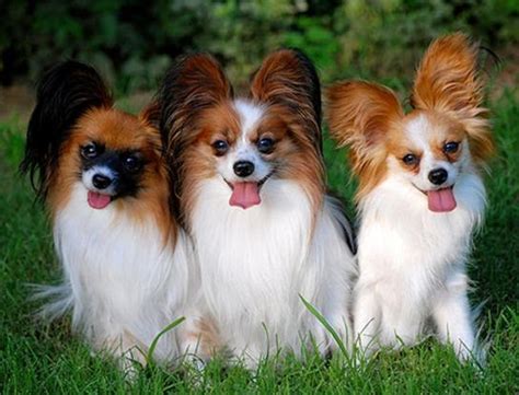 Papillons are also fast learners who have no problem picking up new tricks. Everything about your Papillon - LUV My dogs