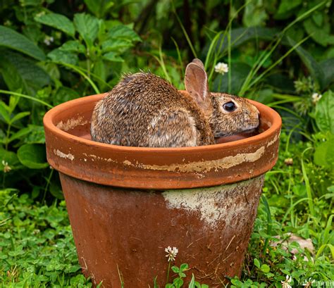 Bunny In Flower Pot 6 18 19 2 Joe