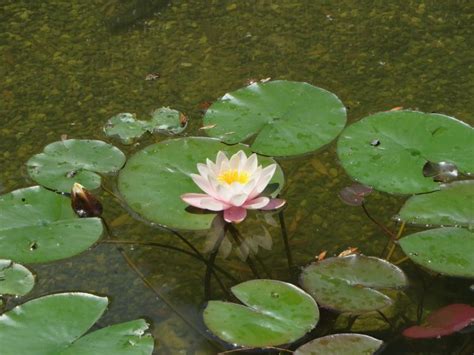 The amphibian jumped across the pond from lily pad to lily pad. water, Water lilies, Pond, Lily pads Wallpapers HD ...