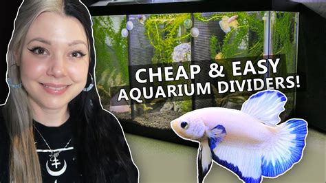 This room divider aquarium also acts as a bar top on the kitchen. DIY Aquarium Divider - YouTube