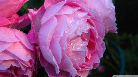 Download Pink Roses With Water Drops Wallpaper 1920x1080