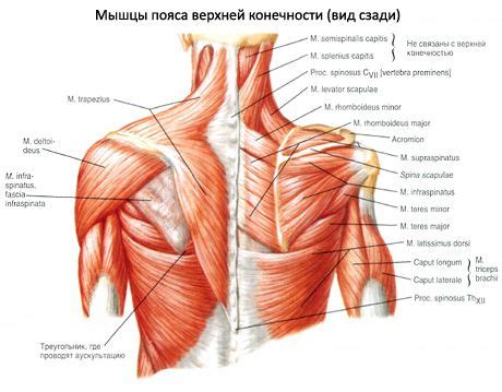 Otot Supraspinatus Dan Infraspinatus Anatomi Fungsi