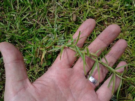 Centipede Grass Types Planting Care And Maintenance