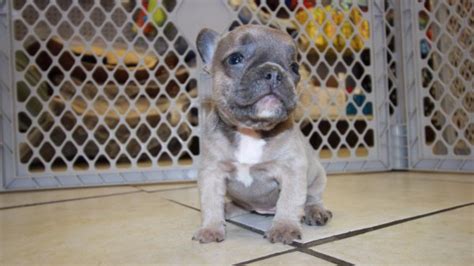 The average french bulldog will welcome strangers into your home. Lilac French Bulldog Puppies for sale in Ga - Puppies For ...