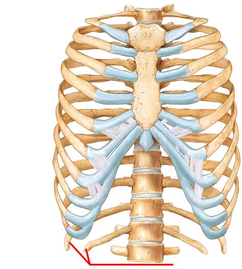 The sacrum is a part of the spine that lies between the fifth segment of the. Axial Skeleton-Rib Cage at Auburn University - StudyBlue