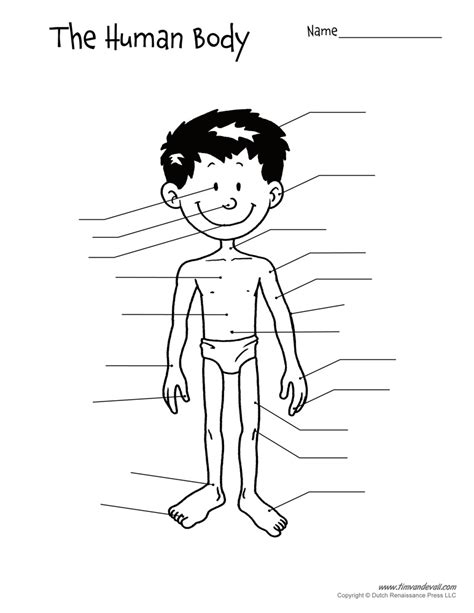 Blank Printable Human Body Diagram