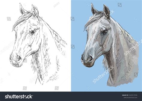 Realistic Head Beautiful Arabian Horse Vector Stock Vector Royalty