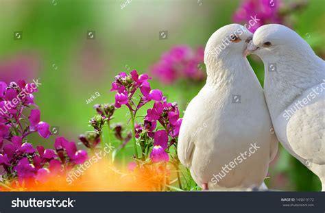 Two Loving White Doves Beautiful Purple Stock Photo 143613172