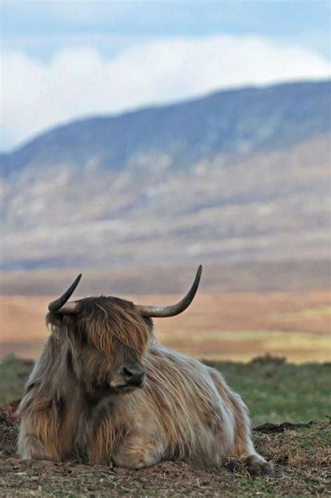 Miniature Scottish Highland Cattle Are Said To Be Similar