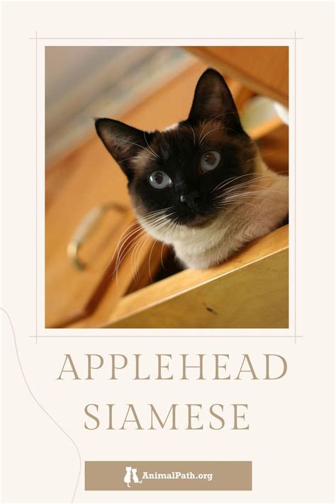 Applehead Siamese Cat Behavior Facts Cat Breeds Large Cat Breeds