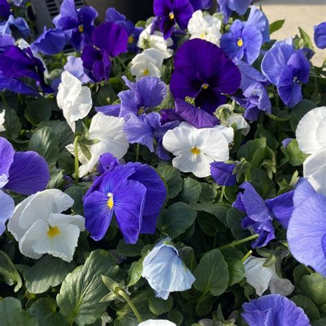 Pansy Coolwaters Mix