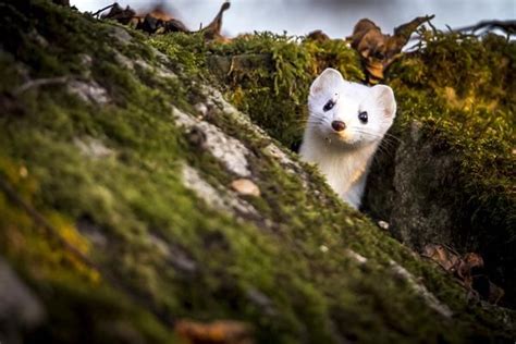 15 Things You Need To Know About Pet Weasels Animals Weasel Pet