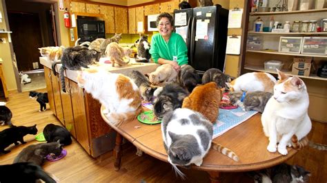 Ultimate Cat Lady Woman Shares Her Home With 1100 Felines Hot Bumbum