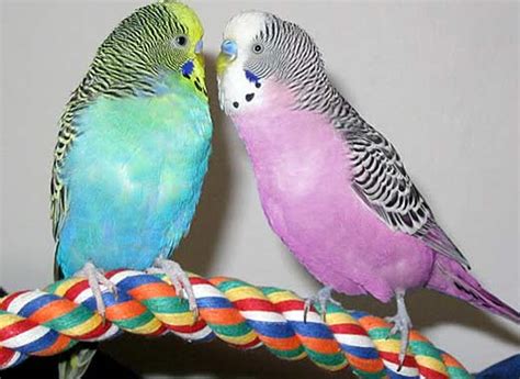 Budgerigar Parakeet Popular Cage Parrot Animal Pictures And Facts