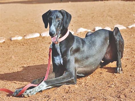 20 Dog Breeds Best Suited For South Indian Climate Hubpages