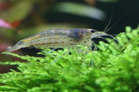 Can Zebra Danios Live With Shrimp All You Need To Know