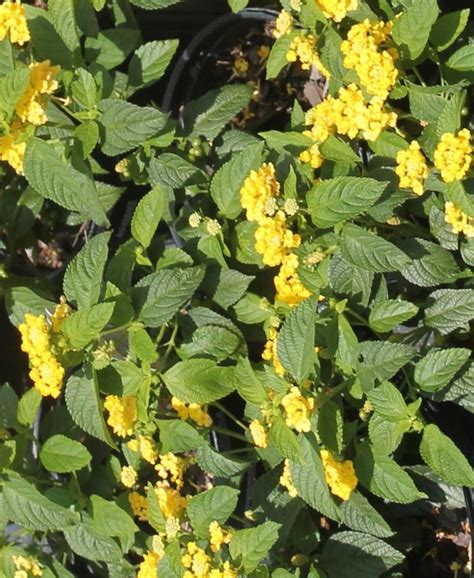 Try Dwarf Lantana For A Summer And Fall Blooming Perennial Gardening