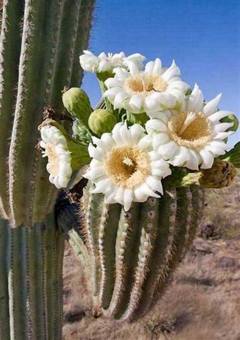 Amazing Saguaro Cactus Of Sonoran Desert