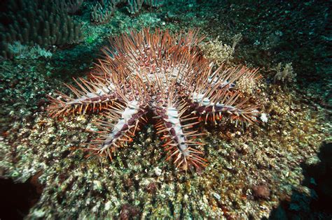 Crown Of Thorns Starfish Photograph By Andrew J Martinez