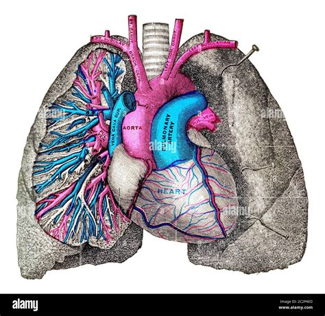 La Arteria Pulmonar Y La Aorta Ilustración Grabada De época Fotografía