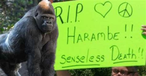 America Your Rage Over The Death Of Harambe The Gorilla Is