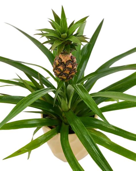 Home Depot Will Deliver Pineapple Plants To Your House Popsugar Home