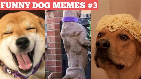 Doggo Dank Memes 3 Picture Compilation Youtube