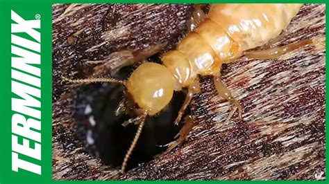 Protect Your Home From Termites Termite Species Terminix Youtube