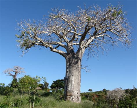 Trees African Baobab Adansonia Digitata Indigenous Tree Bonsai