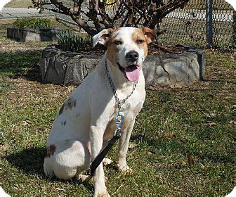1155 north main street suite 4, marion, nc 28752. Marion, NC - Boxer/Jack Russell Terrier Mix. Meet Mindy, a ...