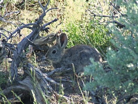 Pygmy Rabbit Brachylagus Idahoensis Leadore Id Flickr