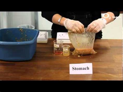 making poothe digestive system youtube