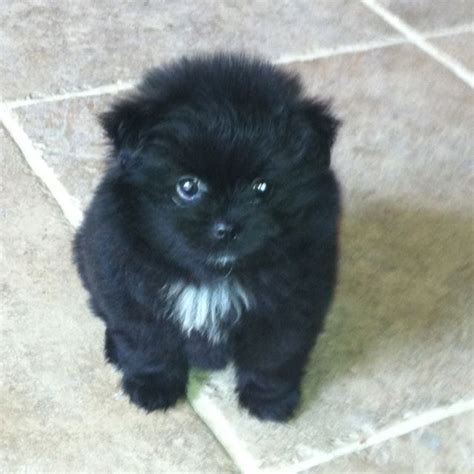 How Much Is A Black Pomeranian Pets Lovers